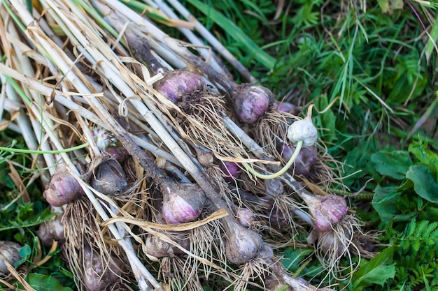 Verse rijpe knoflookbol Biologische groenten