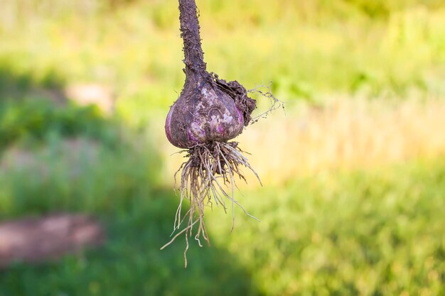 Verse rijpe knoflookbol Biologische groenten