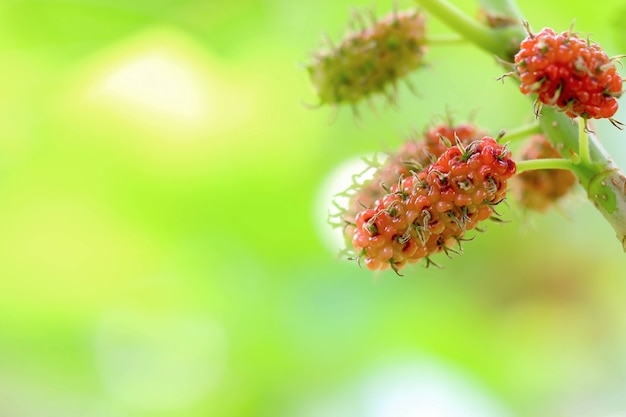 Verse rijpe moerbeibessen op boom - Verse moerbei, zwarte rijpe en rode onrijpe moerbeien op de tak