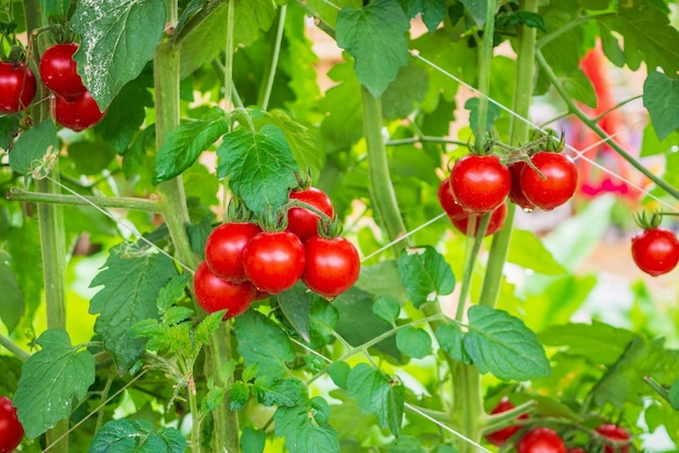 Verse rijpe rode tomaten plantengroei in biologische kastuin klaar om te oogsten