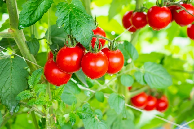 Verse rijpe rode tomaten plantengroei in biologische kastuin klaar om te oogsten