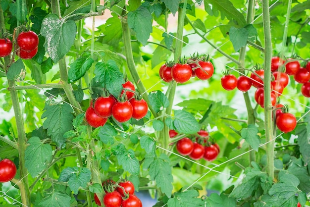 Verse rijpe rode tomaten plantengroei in biologische serre tuin klaar om te oogsten