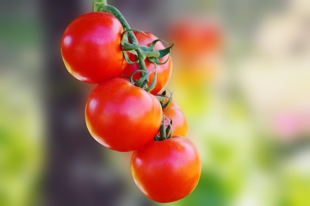 Verse rijpe rode tomaten plantengroei in biologische tuin