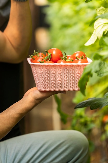 Verse rijpe tomaten in de mand bij de kas