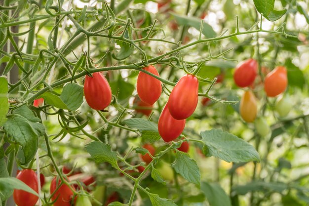 Verse rijpe tomaten