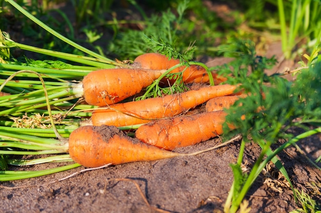 Verse rijpe wortelen in de tuin, gezond vegetarisch eten