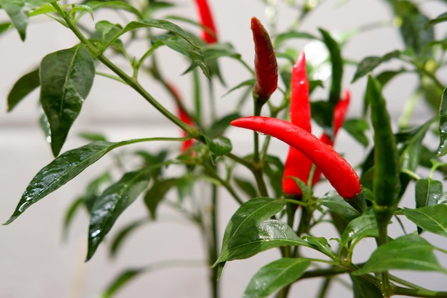 Foto verse rode chilipeper plant