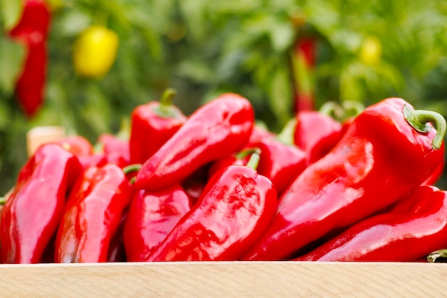 Foto verse rode paprika in houten kist