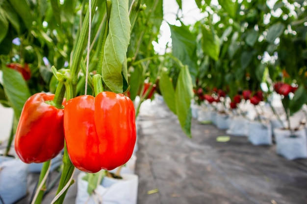 Verse rode paprika met groene bladeren groeien in agrarische kastuin