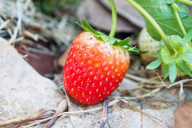 Verse rode rijpe biologische aardbeienplant in de tuin