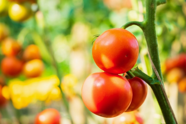 Verse rode rijpe tomaten die aan de wijnstok hangen die in de biologische tuin groeit