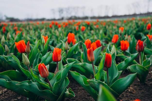 Verse rode tulpen worden in rechte rijen op het veld geplant Boerderij van rode tulpen op lentedag Veel bloemen op een groen veld