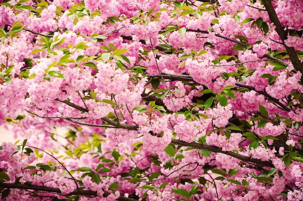 Verse roze bloemen van sakura groeien in de tuin natuurlijke lente buiten achtergrond