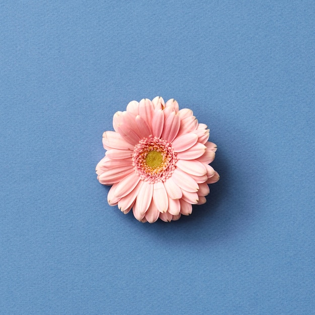 Verse roze gerbera bloem geïsoleerd op een blauwe achtergrond