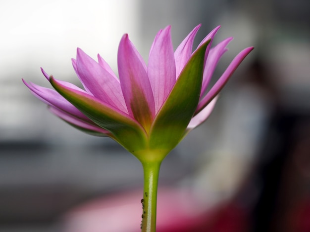 verse roze lotus