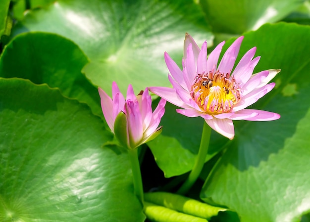 Verse roze lotusbloemen en honingbij