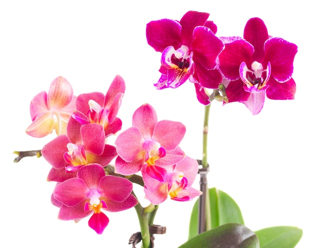 Verse roze orchidee in pot