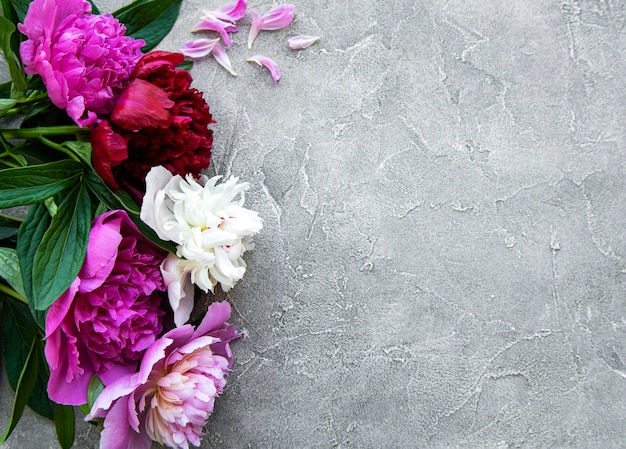 Verse roze pioen bloemen grens met kopie ruimte op grijze betonnen achtergrond, plat leggen.