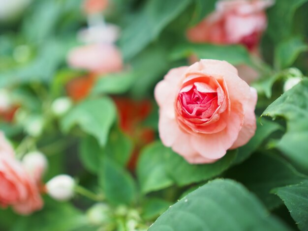 verse roze roos in de tuin