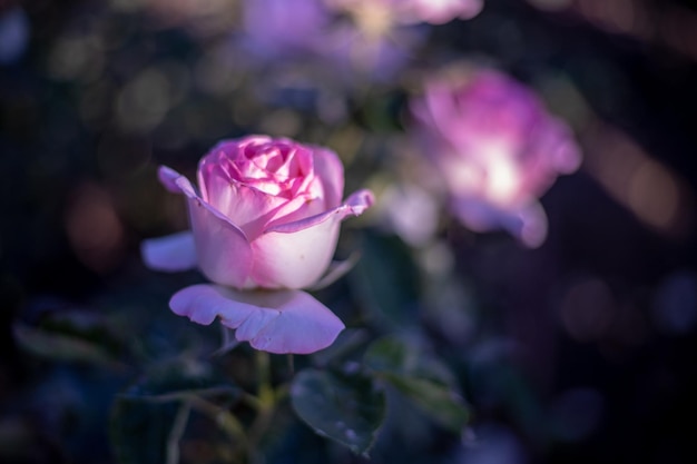 verse roze roos met ongerichte achtergrond van de tuin van de rozentuin van de retraite