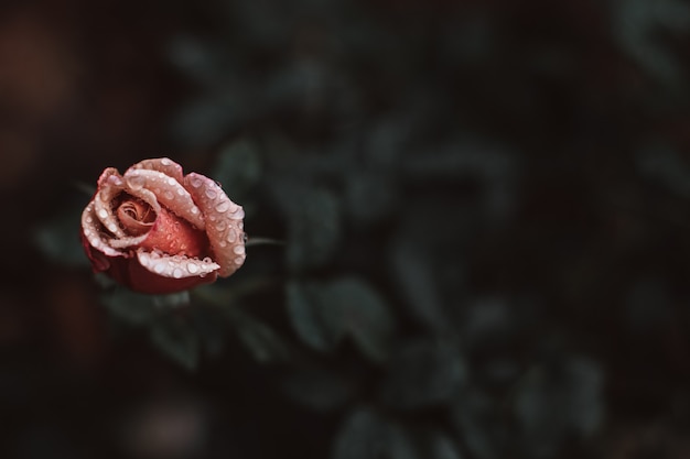 Verse roze roos met regendruppels op bloemblaadjes Natuurlijke organische achtergrond voor aromatherapie