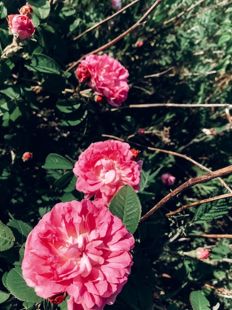 Verse roze rozen en groene bladeren wilde rozenstruik Mooie tedere struik met rode bloemen in zonnig licht in de tuin Hallo lente