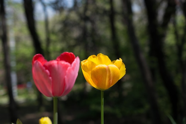 Verse roze tulpen in de natuur in de lente