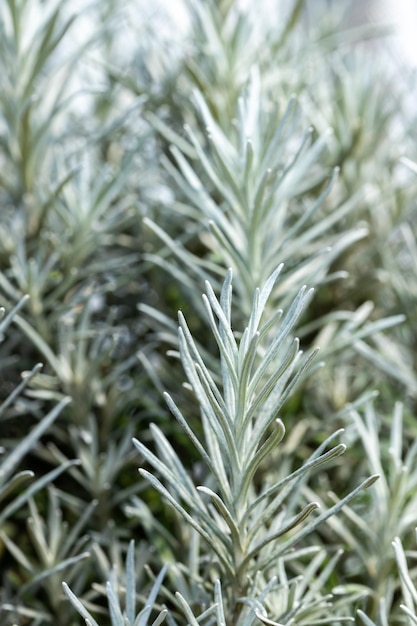 Verse rozemarijnkruid groeit buiten. Rozemarijn verlaat Close-up.