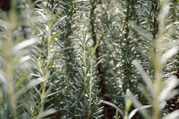 Verse rozemarijnstengel groeit in de tuin