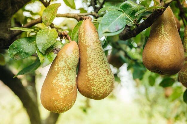 Verse ruwe peren die op de boom hangen