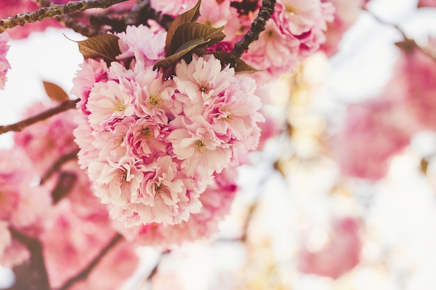 Verse sakura boomtak met bloemen. Lente concept.