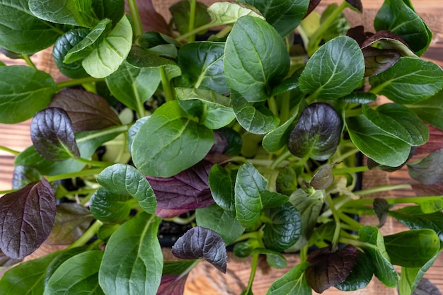 Verse salade bladeren in een houten kom op rustieke houten achtergrond.