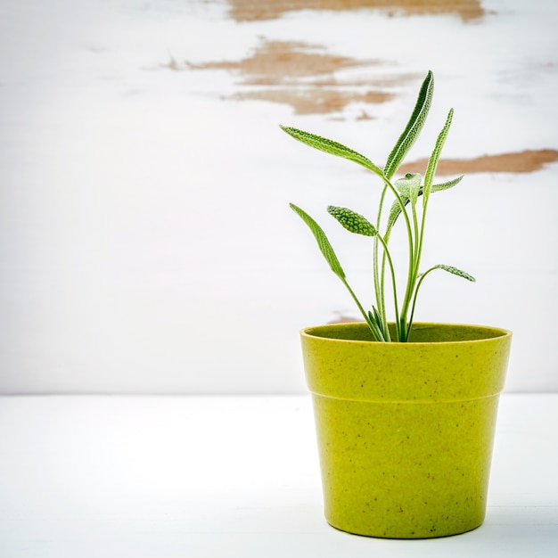 Verse salie ingemaakt op witte sjofele houten achtergrond.