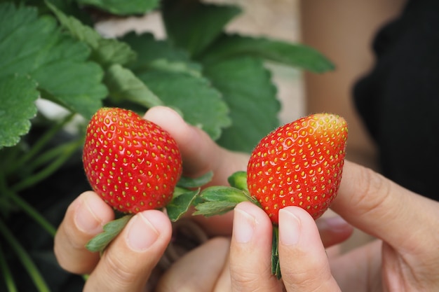 verse, sappige aardbeien fruit bij de hand in de lokale biologische boerderij