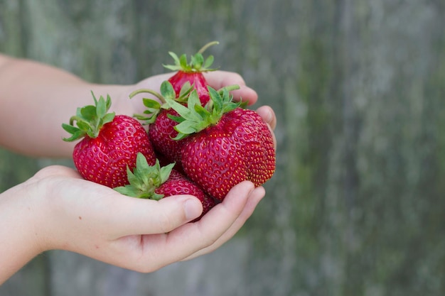 Verse, sappige aardbeien in kinderhanden