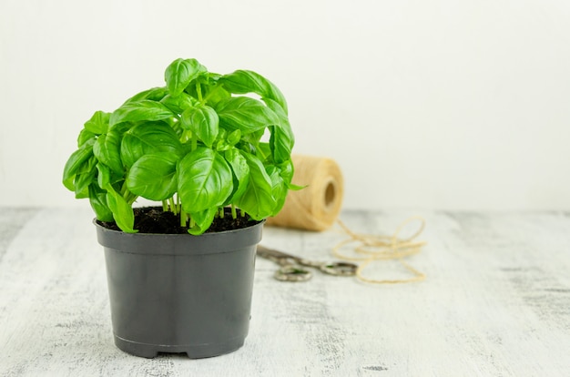 Verse, sappige groene basilicum in een zwarte bloempot