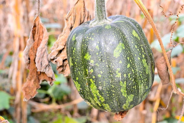 Verse sappige groene pompoen