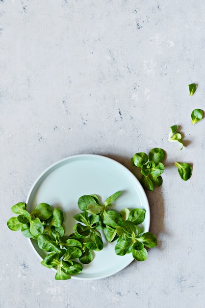 Verse Sappige Zoete Maïssalade (veldsla, Valerianella-locusta) op een plaat op een blauwe muur. Het concept van een gezonde voeding. Vegetarisme, close-up. Selectieve aandacht. Kopieer ruimte. Wordt veganist.