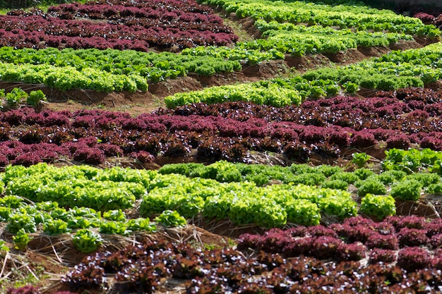 Verse sla groeien in moestuin