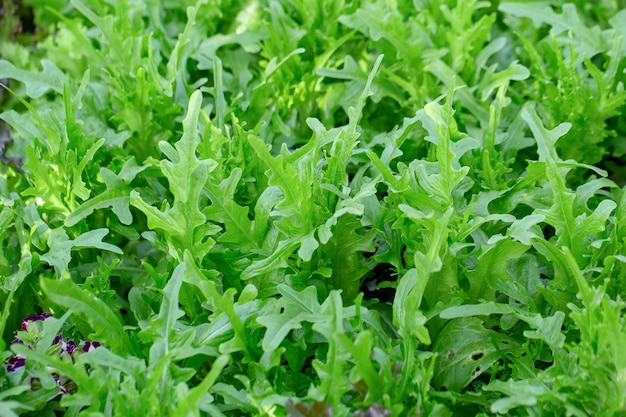 Verse slabladeren, plantaardige hydrocultuurkwekerij van salads