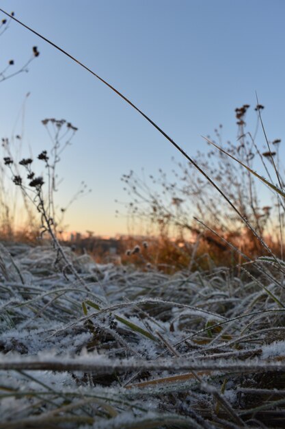 Verse sneeuw op het gras en de dageraad