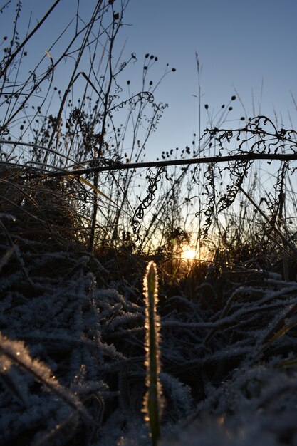 Verse sneeuw op het gras en de dageraad