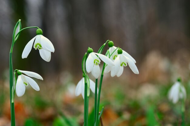 Verse sneeuwklokjes in het bos