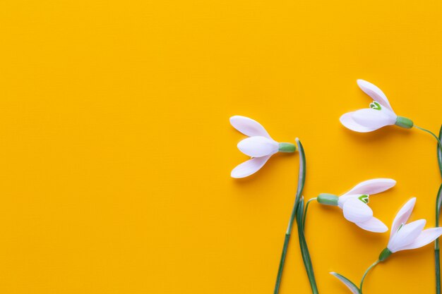 Verse sneeuwklokjes op geel met plaats voor tekst. Lente wenskaart.