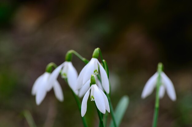 Verse sneeuwklokjes