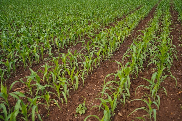 Verse Sorghum gierst landbouw veld.