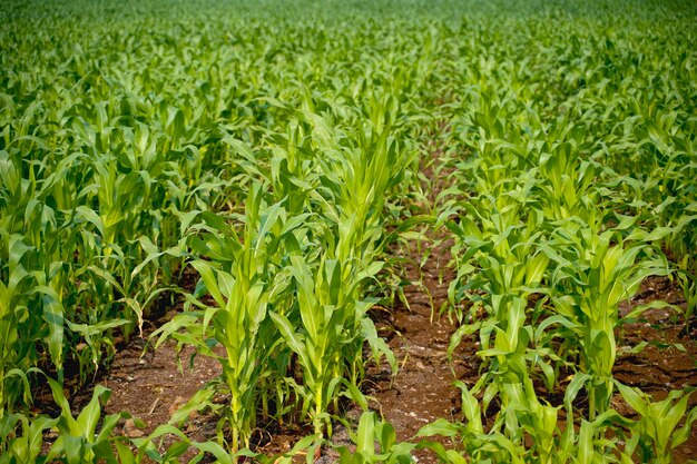 Verse Sorghum gierst landbouw veld.