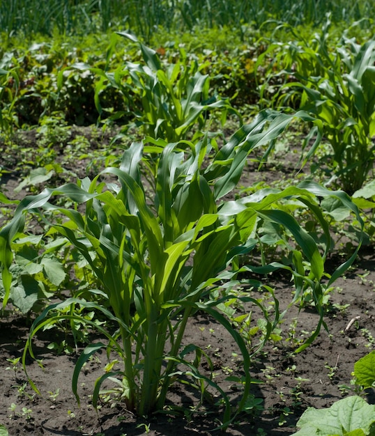 Verse spruiten en bladeren van maïs groene bladeren