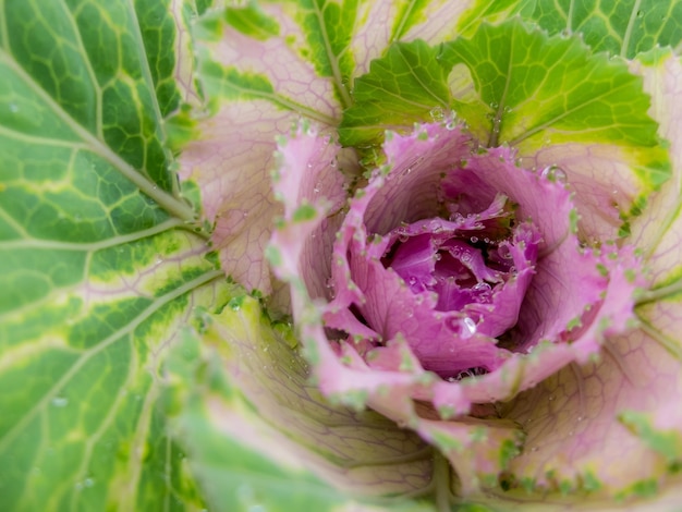 Verse staat in kooltuin in de ochtend groene biologische plantaardige achtergrond