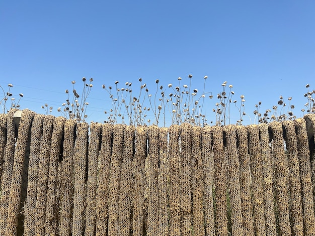 Foto verse tabaksbladeren verspreiden zich naar de droge landbouwconceptfoto